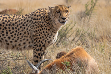 Gepard in Südafrika