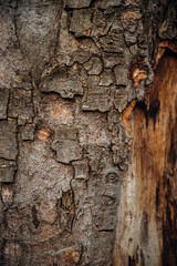 The texture of the tree bark. Tree in the park close-up. Relief texture and background.