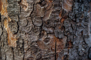 The texture of the tree bark. Tree in the park close-up. Relief texture and background.