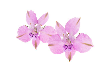 pink wild delphinium flowers isolated