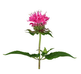 Goldmelisse (Monarda didyma), Blüte, Blatt, Nordamerika, Deutschland