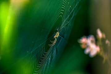 spider on web