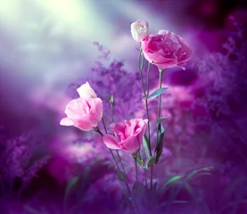 Fototapeten Fantasy Eustoma flowers garden in enchanted fairy tale dreamy elven forest with fabulous fairytale blooming tender roses in magical evening dusk on mysterious dark floral background with moon rays. © julia_arda