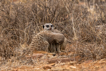 Erdmännchen im Mountain Zebra Nationalpark in Südafrika