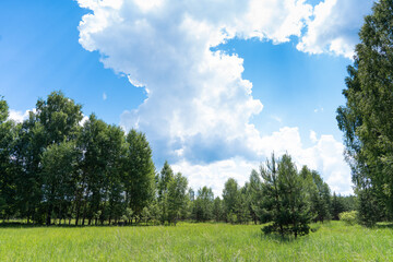 Field and forest in the countryside in sunny weather