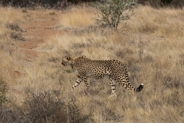 Gepard im Mountain Zebra Nationalpark in Südafrika