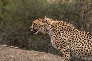 Gepard im Mountain Zebra Nationalpark in Südafrika