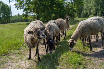 A flock of sheep in a field