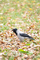 A gray crow in the autumn park croaks