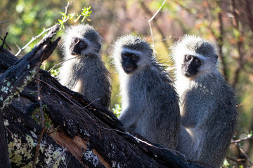 Meerkatzen im Mountain Zebra Nationalpark in Südafrika