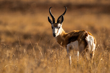 Springbock im Abendlicht in der Karoo