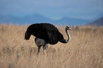 Vogelstrauß im Mountain Zebra Nationalpark, Südafrika