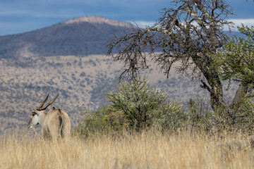 Elenantilope im Mountain Zebra Nationalpark, Südafrika