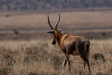 Blessbock im Mountain Zebra Nationalpark, Südafrika