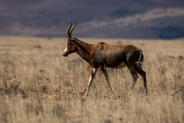 Blessbock im Mountain Zebra Nationalpark, Südafrika