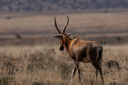 Blessbock im Mountain Zebra Nationalpark, S&uuml;dafrika