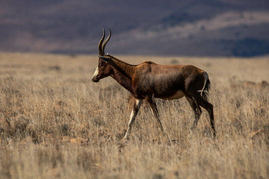 Blessbock im Mountain Zebra Nationalpark, S&uuml;dafrika