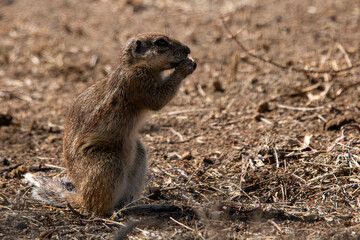 Borstenhörnchen im Mountain Zebra Nationalpark in Südafrika