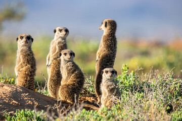Erdmännchen in Oudtshoorn, Südafrika