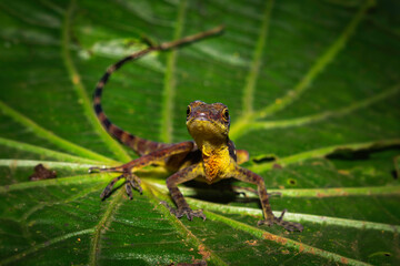 Lizard, Anolis Tropical