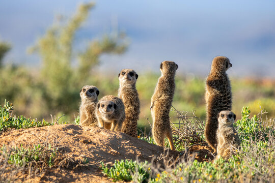 Erdmännchen In Oudtshoorn, Südafrika