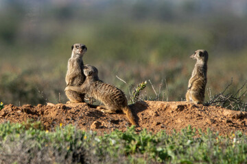 Erdmännchen in Oudtshoorn, Südafrika