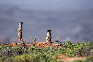 Erdm&auml;nnchen in Oudtshoorn, S&uuml;dafrika