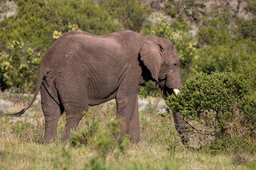 Fototapeta na wymiar Elefant an der Garden Route in Südafrika
