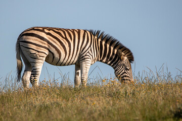 Zebra an der Garden Route in Südafrika