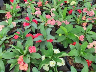 Euphorbia milli, stems with pointed pythons, long oval leaves, pointed ends, flower clusters, white rubber, flowers of many colors, believed to be a tree of good luck and auspiciousness.