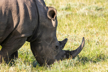 Obraz premium Nashorn an der Garden Route