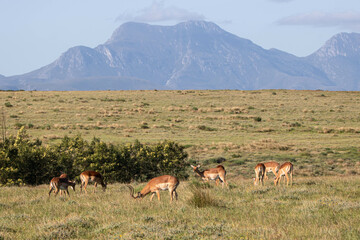 Impala-Herde an der Garden Route in Südafrika