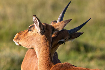 Impalas kuscheln in Südafrika