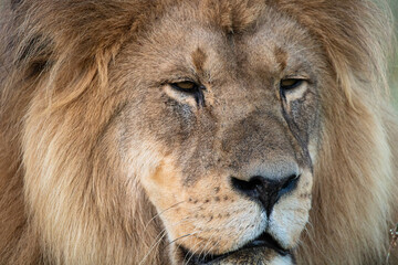 Männlicher Löwe in Südafrika