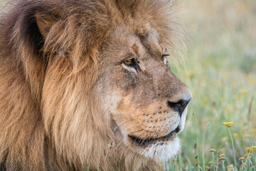 Männlicher Löwe in Südafrika