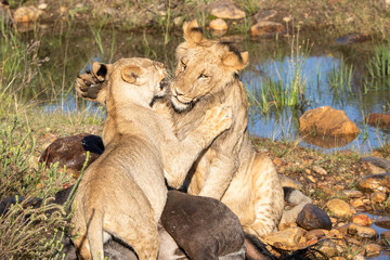 Löwen spielen in Südafrika