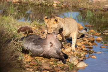 Junger Löwe mit erbeutetem Gnu