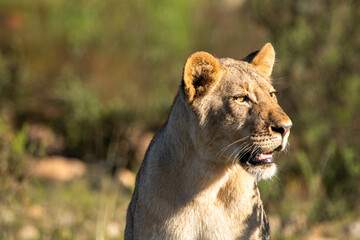 Löwe in Südafrika
