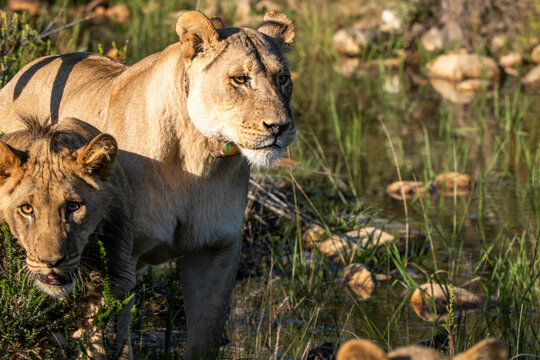 Löwe im Busch in Südafrika