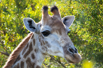 Giraffe in Südafrika