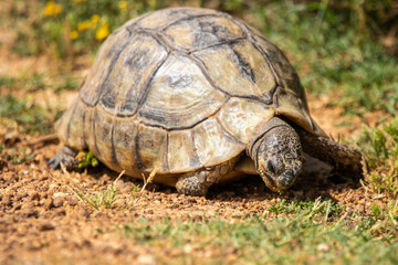 Schildkröte im West Coast Nationalpark in Südafrika