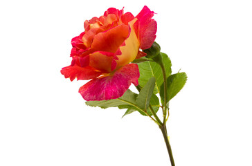 red rose isolated