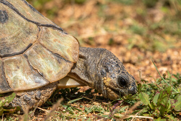 Schildkröte im West Coast Nationalpark in Südafrika