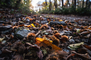 Obraz premium chestnuts in autumn