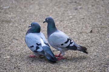 Pigeons mating