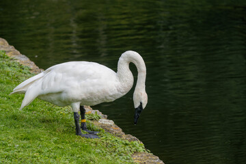 Swan by lake