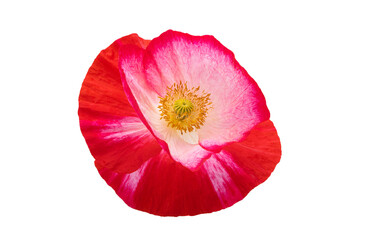 beautiful poppies isolated