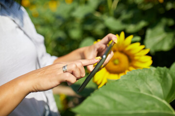 Woman farmer, bussineswoman hold tablet make sales online on field Organic sunflowers