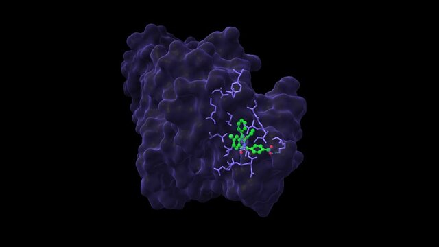 Crystal structure of human JNK3 complexed with an isoquinolone inhibitor. Animated 3D cartoon and Gaussian surface models in two perpendicular projections, PDB 2zdu, black background