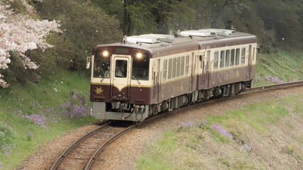 Obraz premium 桜の舞うローカル列車